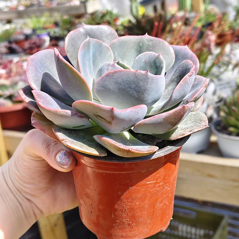 Echeveria Dusty Rose