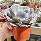 Echeveria Dusty Rose - Miniatura 2