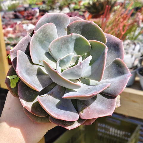 Echeveria Dusty Rose
