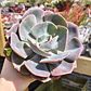Echeveria Dusty Rose - Miniatura 1