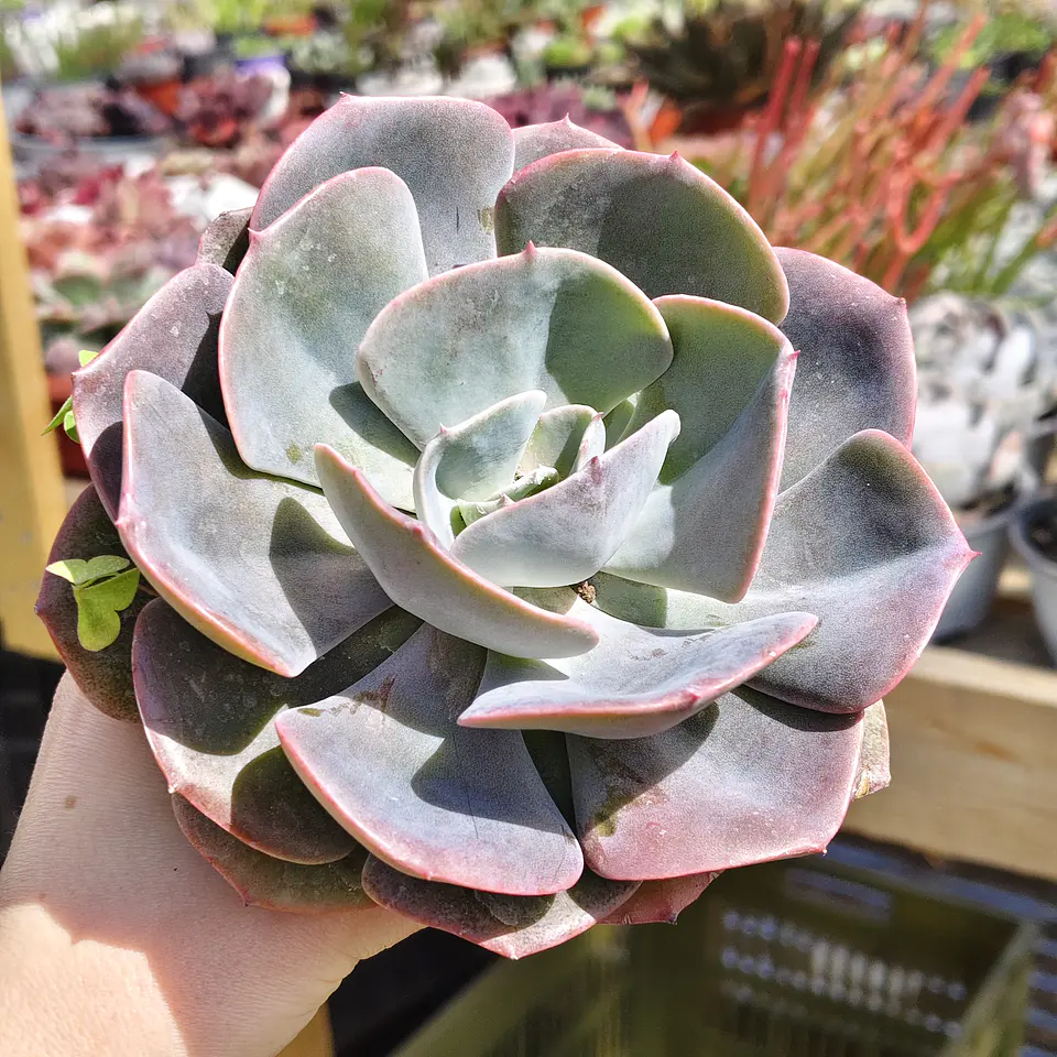 Echeveria Dusty Rose 1