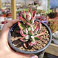 Echeveria Setosa Ruby  - Miniatura 1