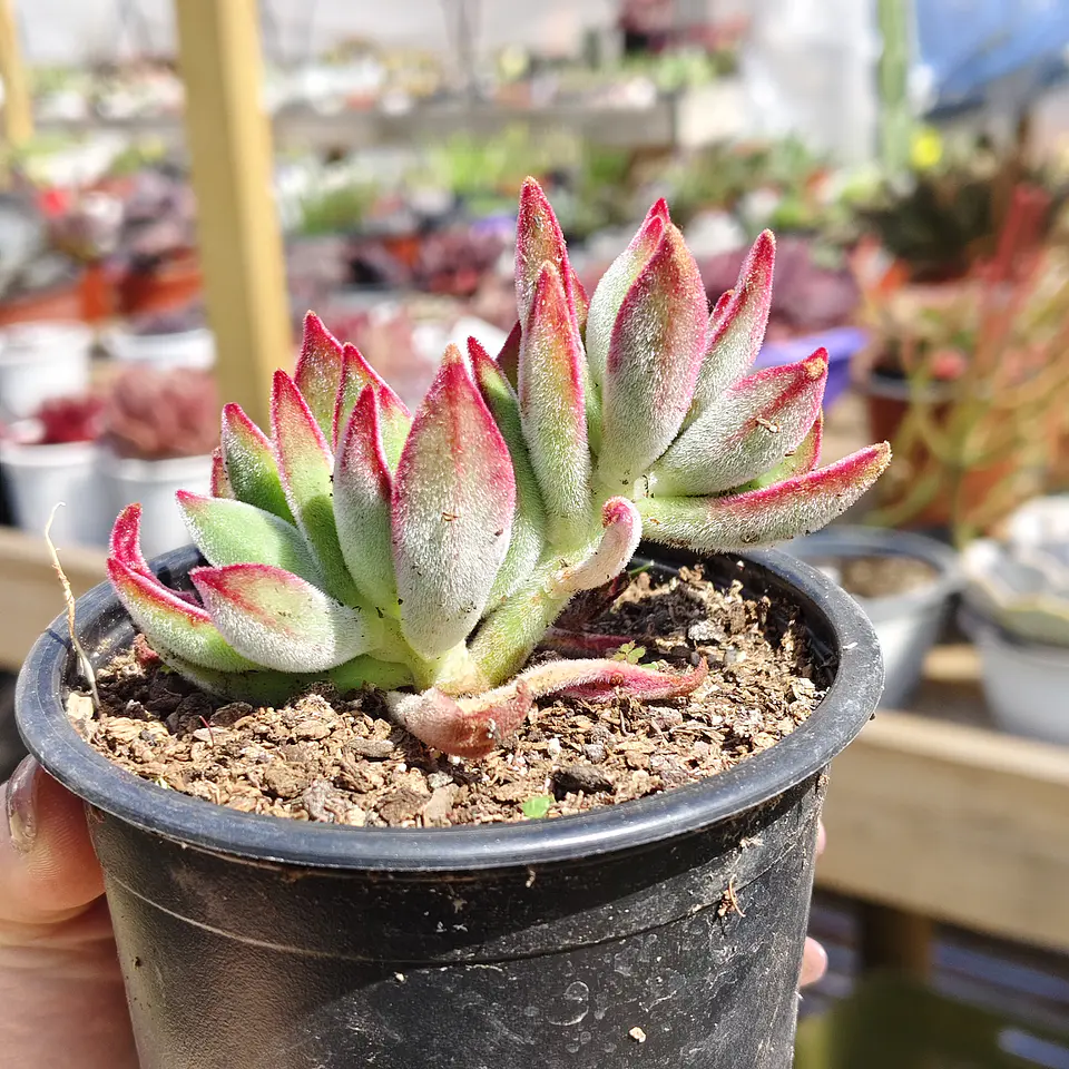 Echeveria Setosa Ruby  3