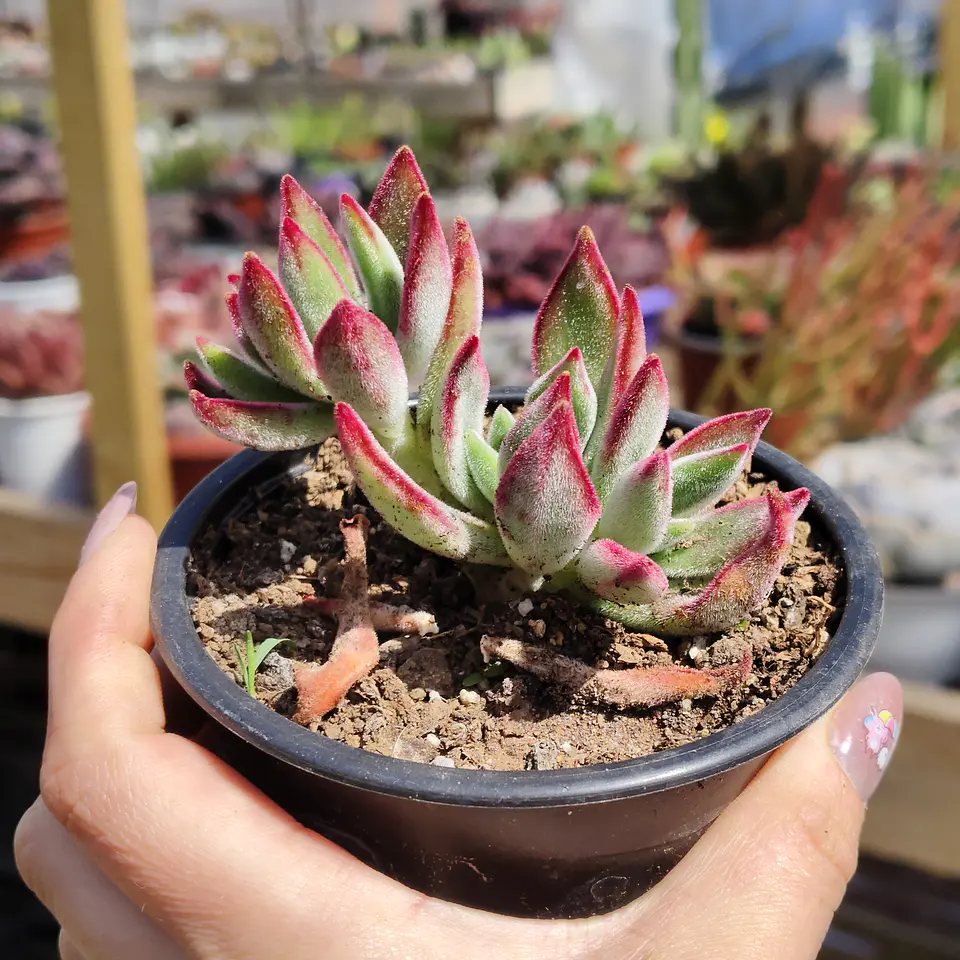Echeveria Setosa Ruby  2