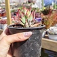 Echeveria Setosa Ruby  - Miniatura 4