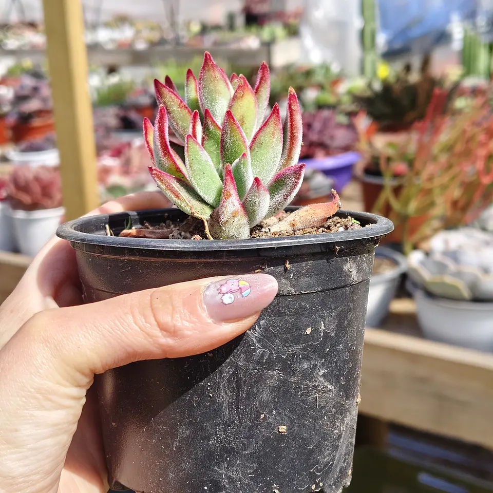 Echeveria Setosa Ruby  4