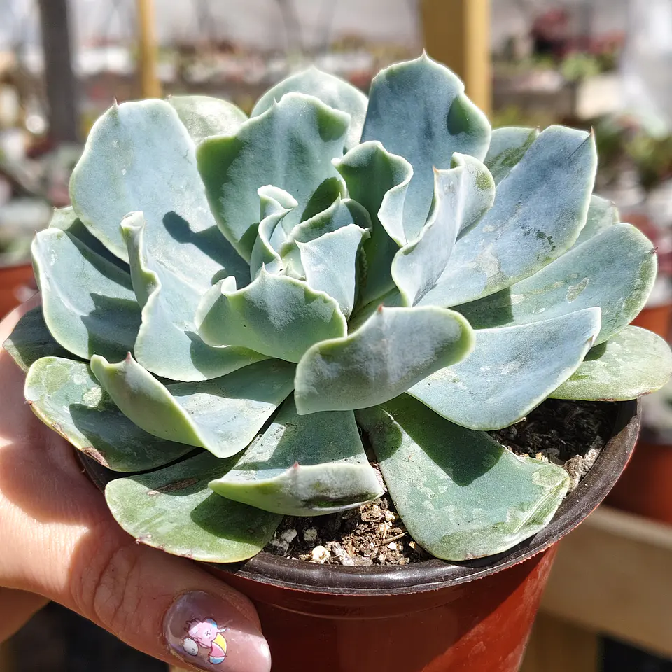 Echeveria Cielo  2