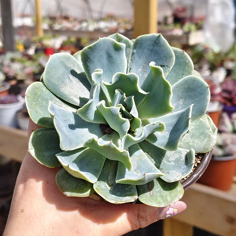 Echeveria Cielo 