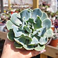 Echeveria Cielo  - Miniatura 1