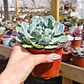 Echeveria Cielo  - Miniatura 3