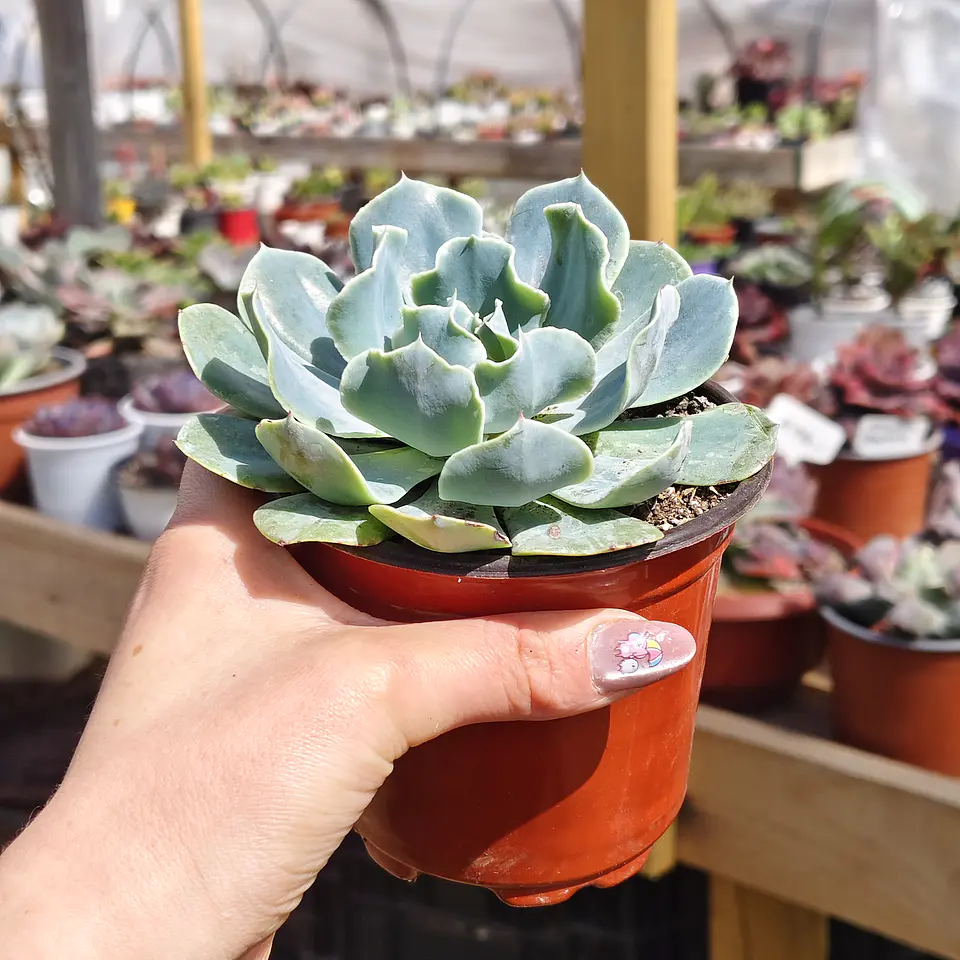 Echeveria Cielo  3