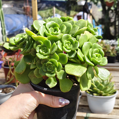 Aeonium Lilly Pad