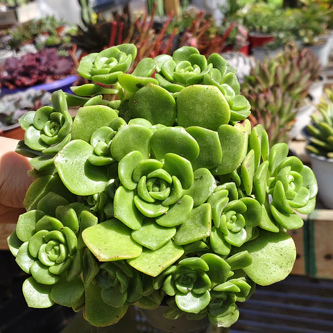 Aeonium Lilly Pad