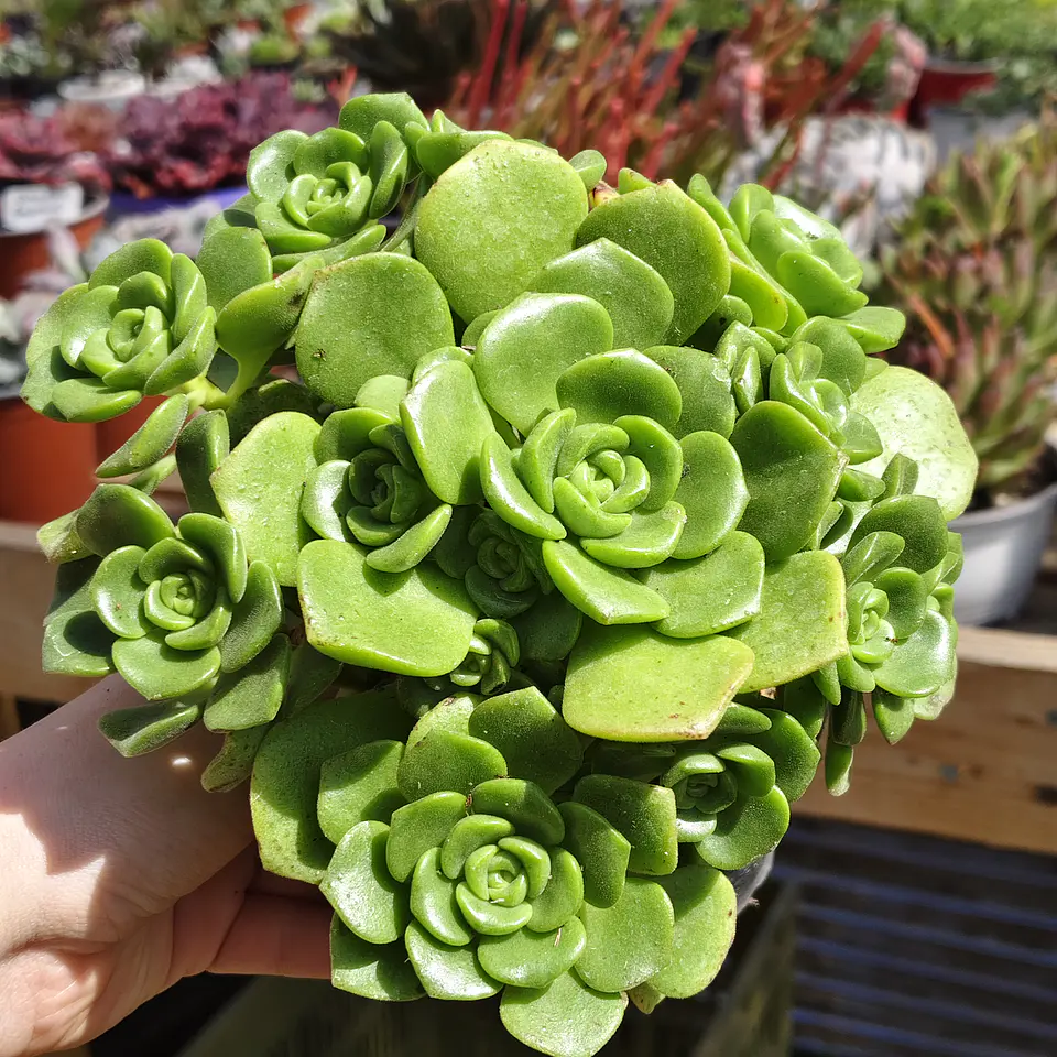Aeonium Lilly Pad 3