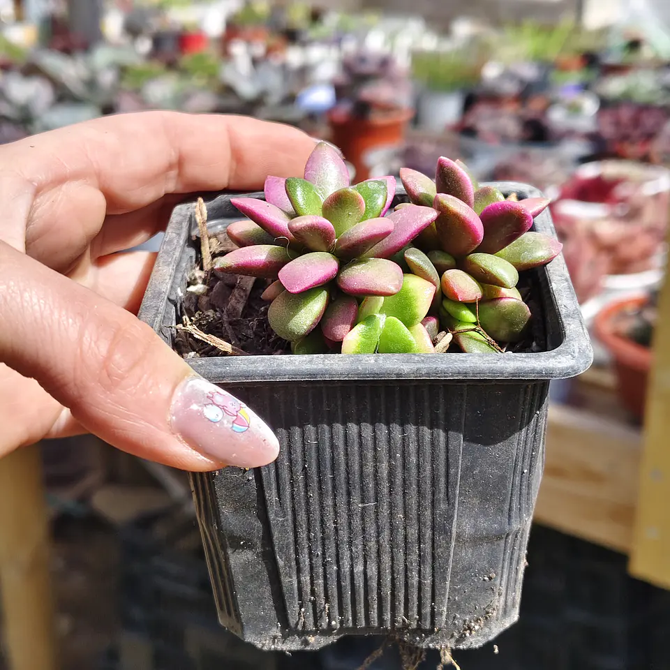 Anacampseros Rufescens 