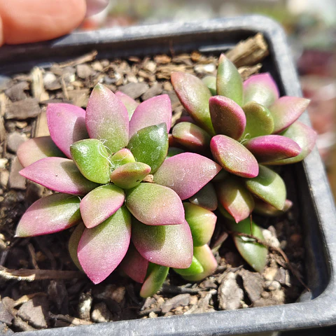 Anacampseros Rufescens "Sunrise"
