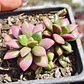 Anacampseros Rufescens 