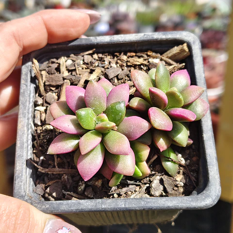 Anacampseros Rufescens "Sunrise"