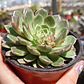 Graptoveria Olivia  - Miniatura 4