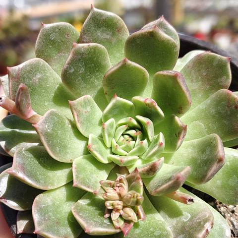 Graptoveria Olivia 