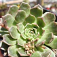 Graptoveria Olivia  - Miniatura 2