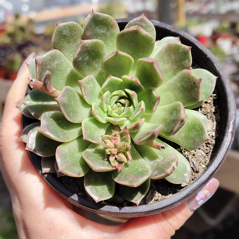 Graptoveria Olivia 