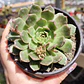 Graptoveria Olivia  - Miniatura 1