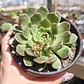 Graptoveria Olivia  - Miniatura 3