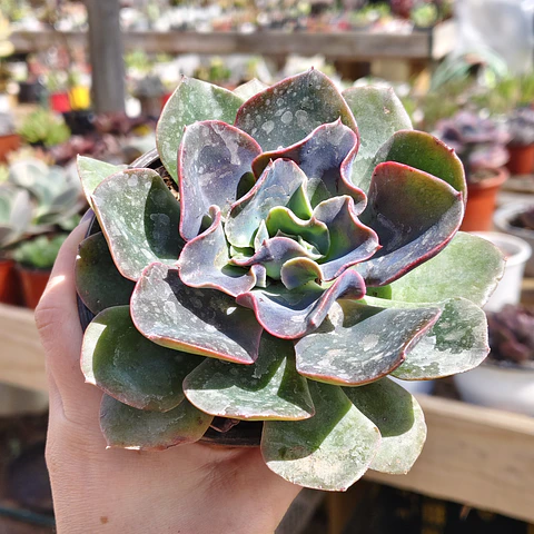 Echeveria Camaleon 