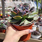 Echeveria Camaleon  - Miniatura 3