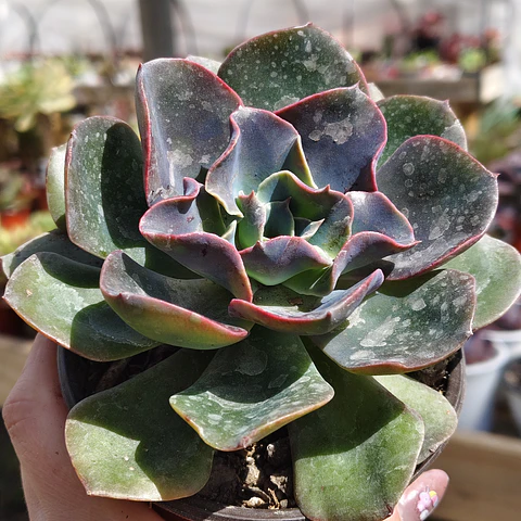 Echeveria Camaleon 