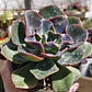 Echeveria Camaleon  - Miniatura 2