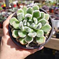Echeveria Setosa Doris Taylor - Miniatura 3