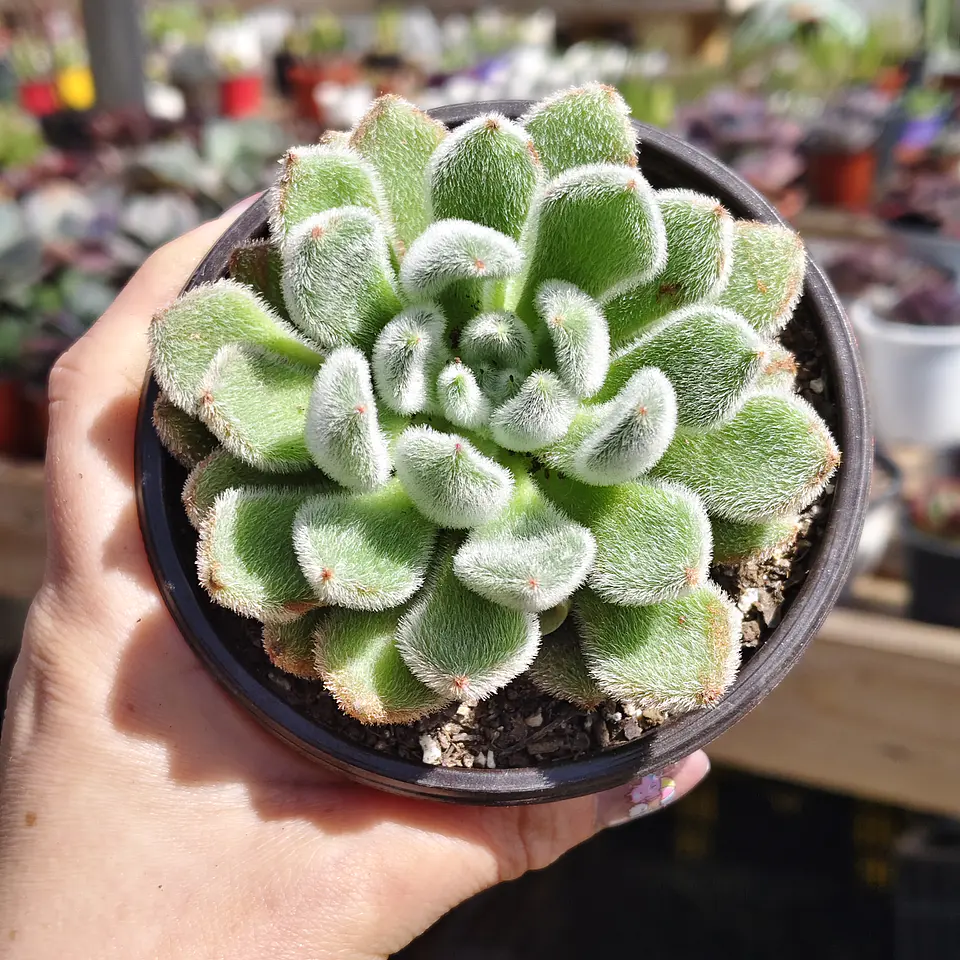 Echeveria Setosa Doris Taylor 3
