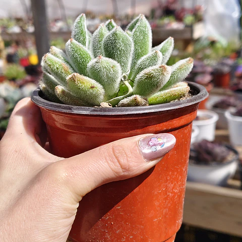 Echeveria Setosa Doris Taylor