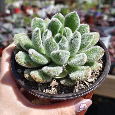 Echeveria Setosa Doris Taylor