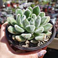 Echeveria Setosa Doris Taylor - Miniatura 1