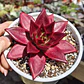 Echeveria Romeo Rubin  - Miniatura 1