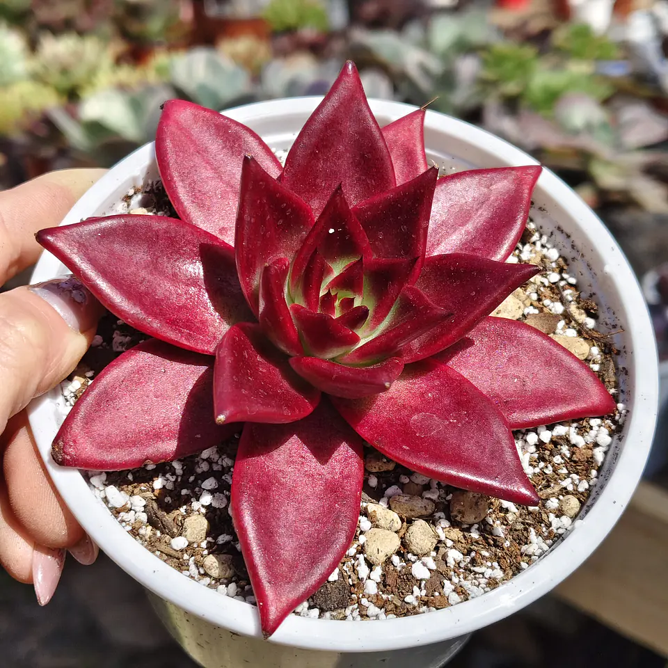 Echeveria Romeo Rubin  1