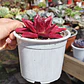 Echeveria Romeo Rubin  - Miniatura 3