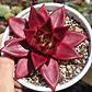 Echeveria Romeo Rubin  - Miniatura 2