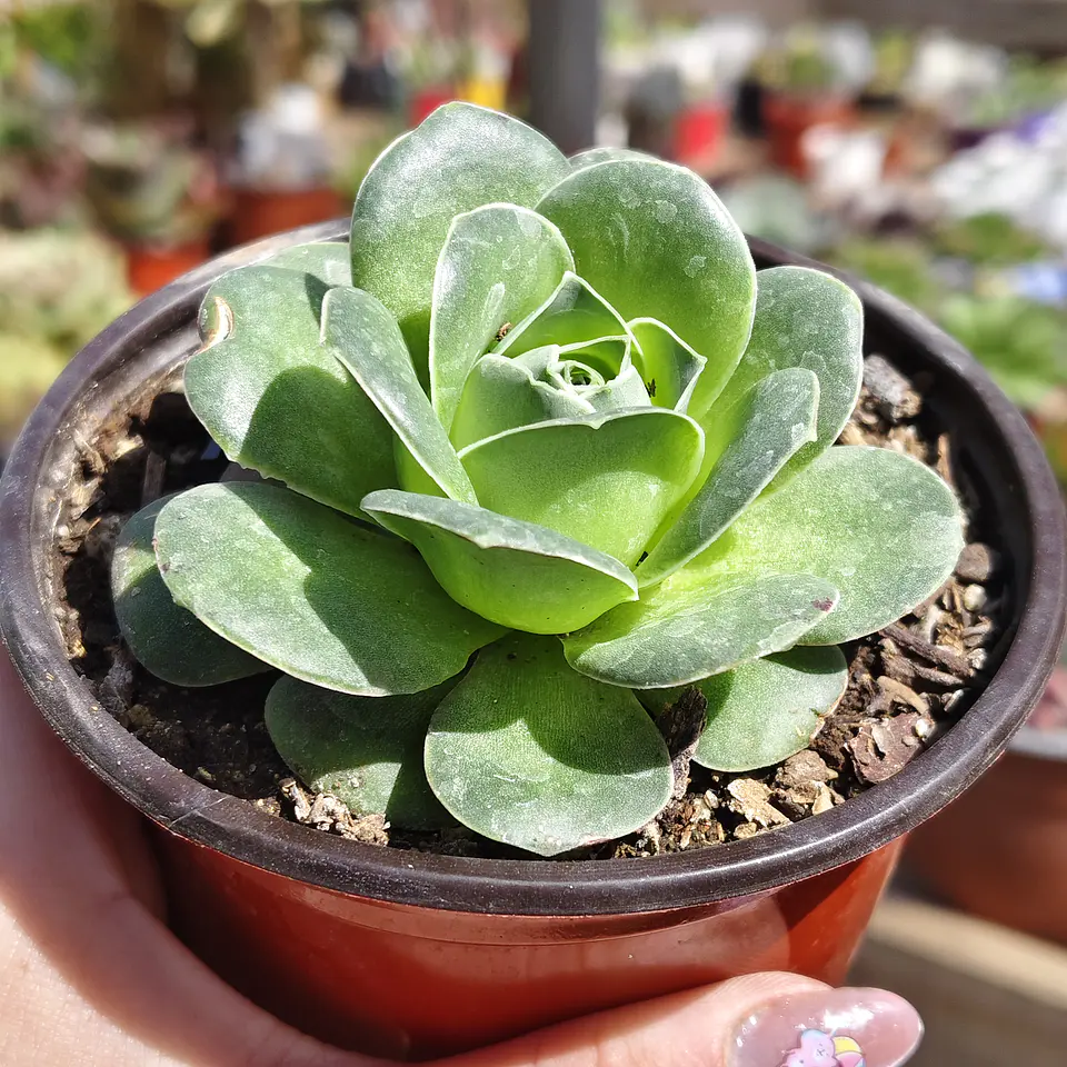 Greenovia Aurea  1