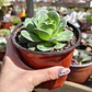 Greenovia Aurea  - Miniatura 2