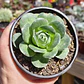 Greenovia Aurea  - Miniatura 3