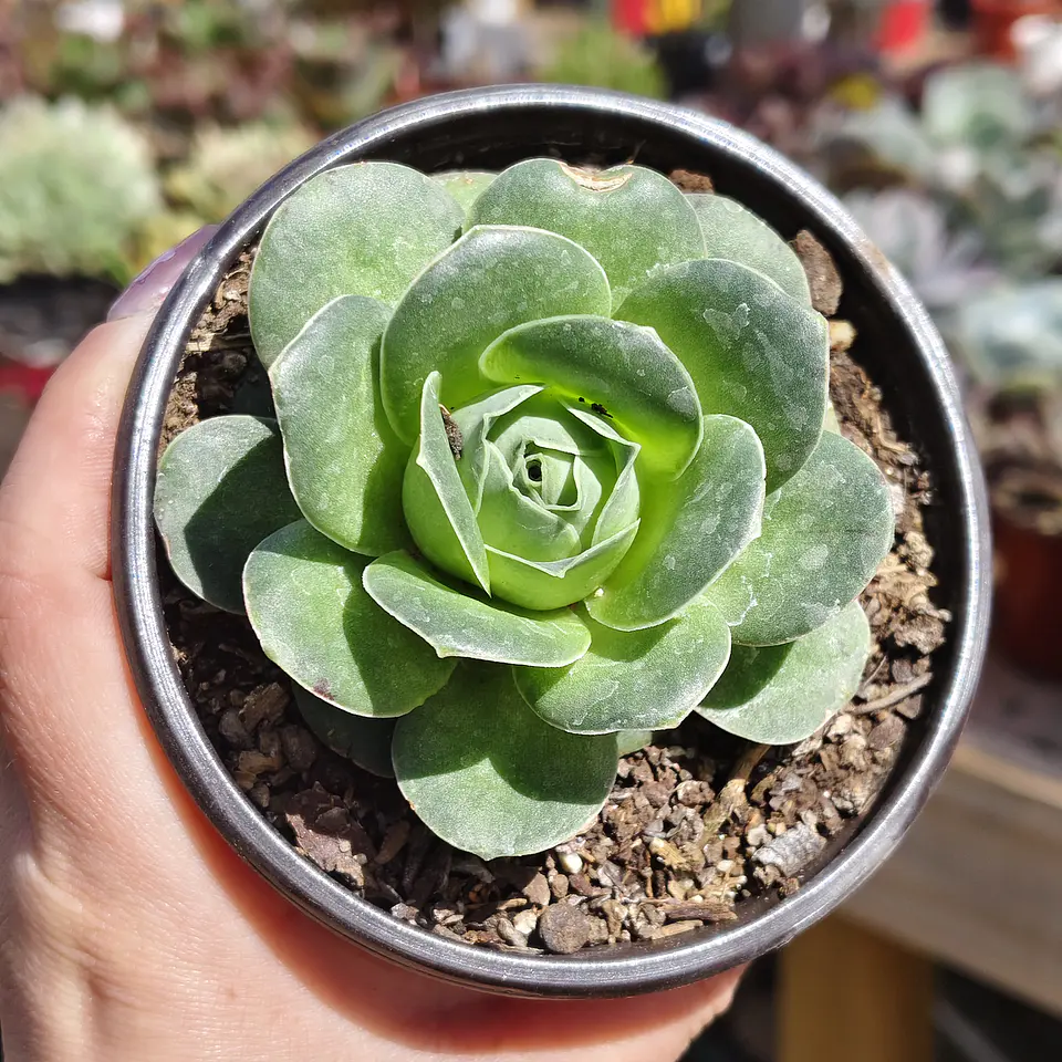 Greenovia Aurea  3