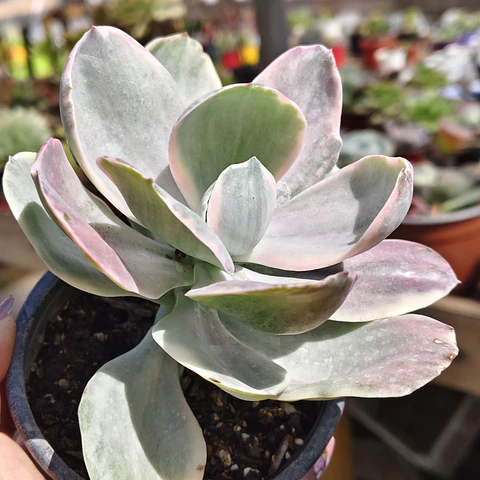 Echeveria decora