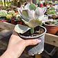 Echeveria decora - Miniatura 3