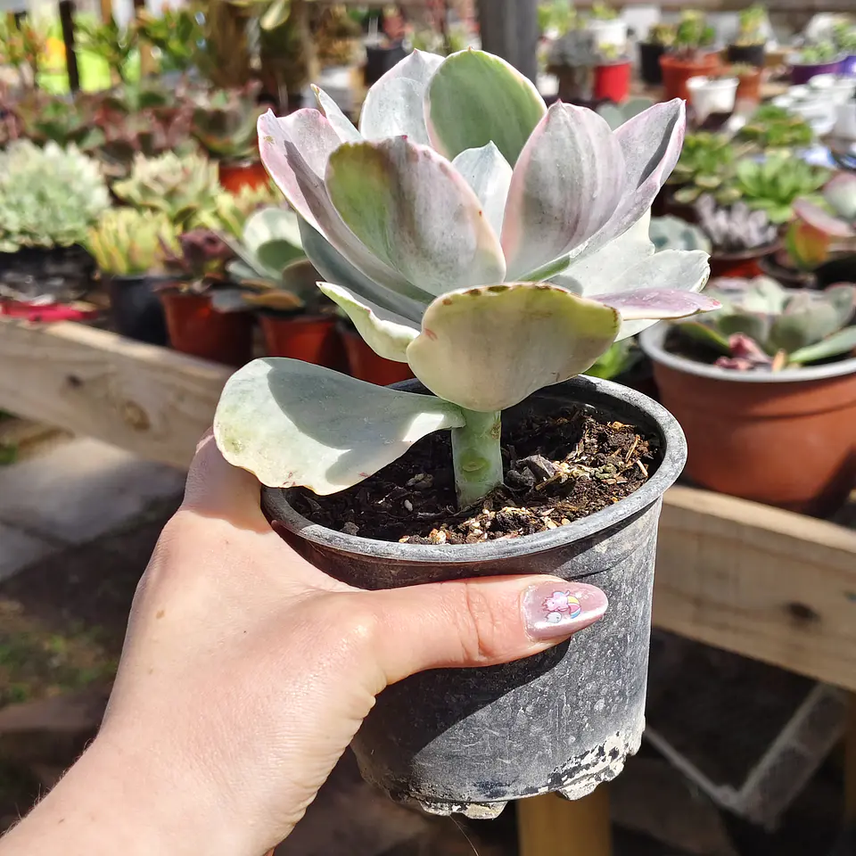 Echeveria decora 3