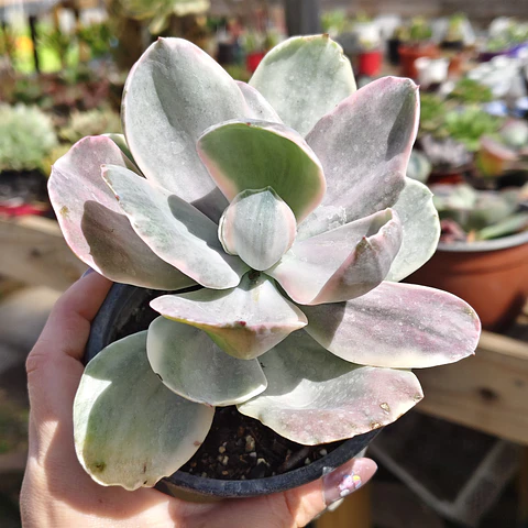 Echeveria decora