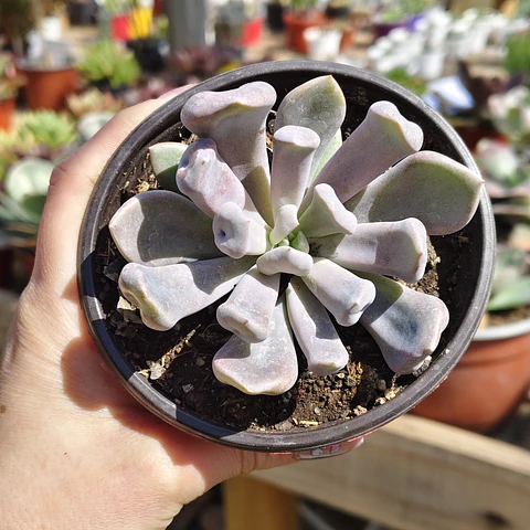 Graptoveria Cupido